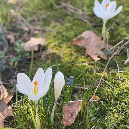 Bernardo Apartman Karpacz