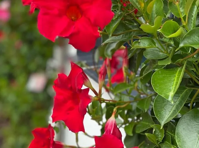 Bernardo Apartamento *