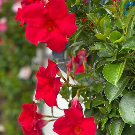 Bernardo Apartment *