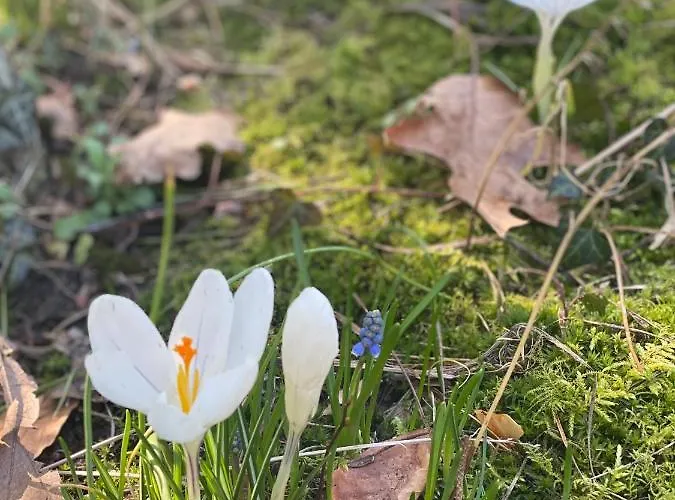 Bernardo Апартаменты Карпач